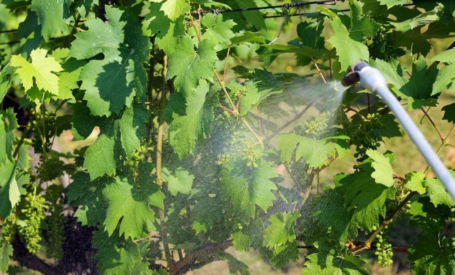 : Как обрабатывать виноград от болезней и вредителей