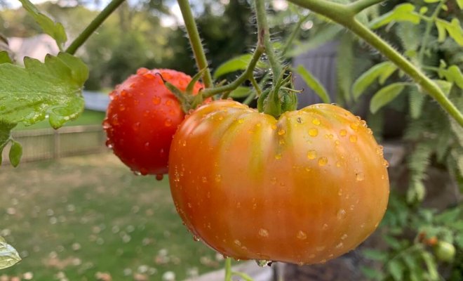 : Лучшие сорта томатов для теплицы и открытого грунта