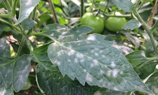 : Почему на листьях томата образовались пятна
