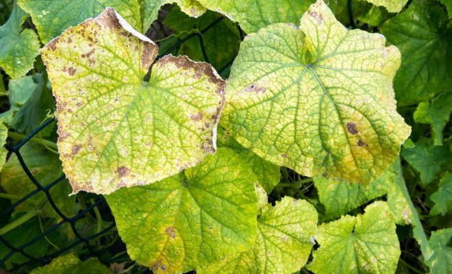 Почему желтеют листья у смородины летом и что делать: причины и рекомендации