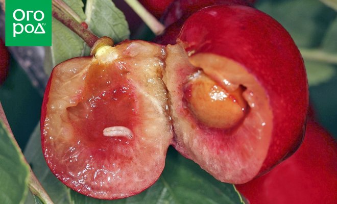 : Внутри ягод вишни и черешни червяки