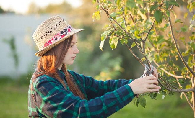 : Как обрезать плодовые деревья летом
