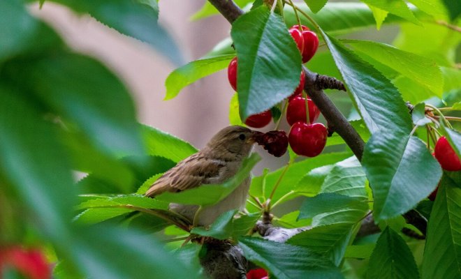 : Как защитить ягоды на деревьях от птиц