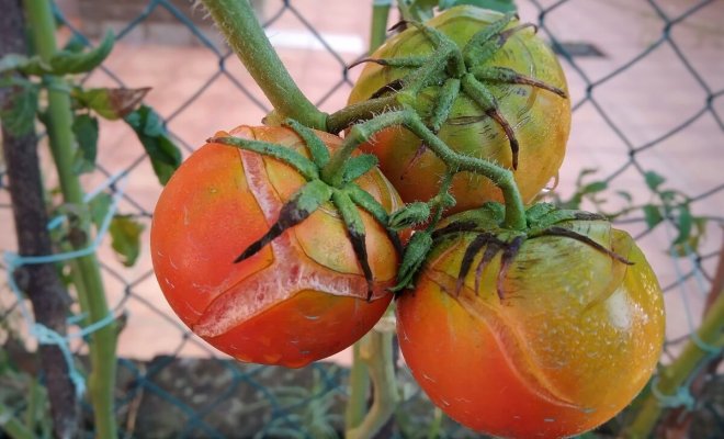 : Почему помидоры трескаются