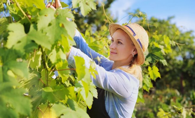 : Как ухаживать за виноградом в августе