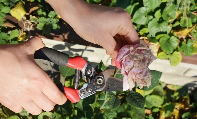 : Как обрезать розы после цветения