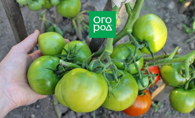 Зеленые помидоры как созреть