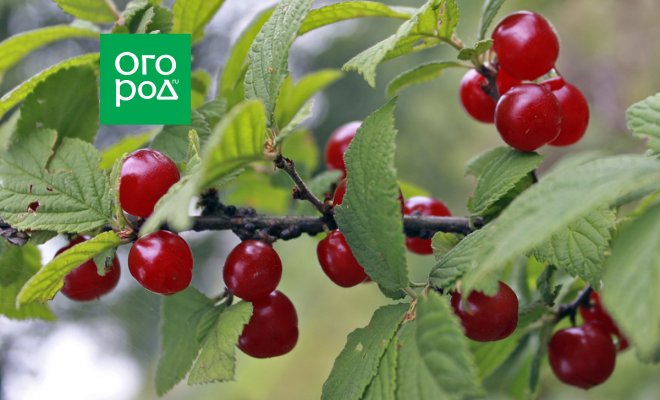 : Сорта вишни устойчивые к монилиозу