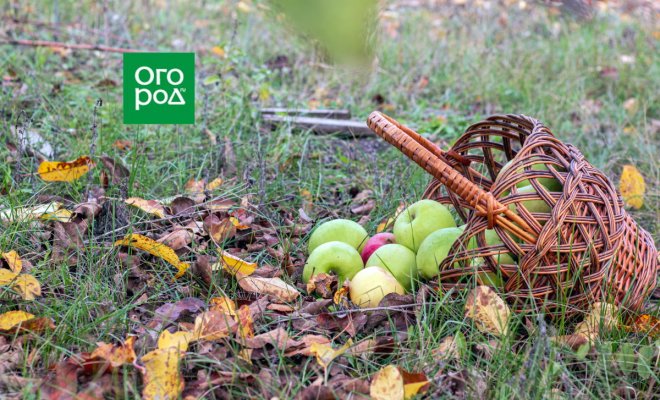 : чем подкормить яблоню и грушу осенью
