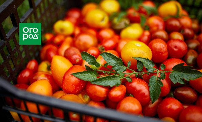 : что делать с томатами после сбора урожая