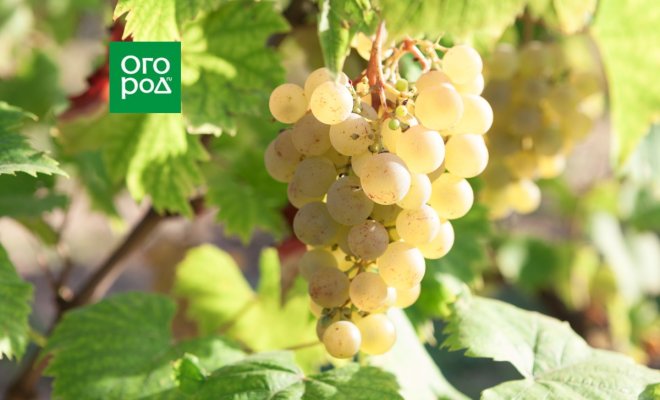 : чем подкормить виноград осенью
