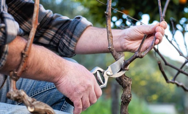 : Как обрезать виноград осенью