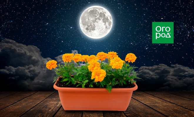 : Лунный календарь выращивания цветов 2022