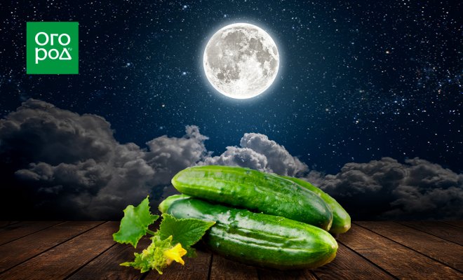 : лунный календарь 2022 года выращивание огурцов