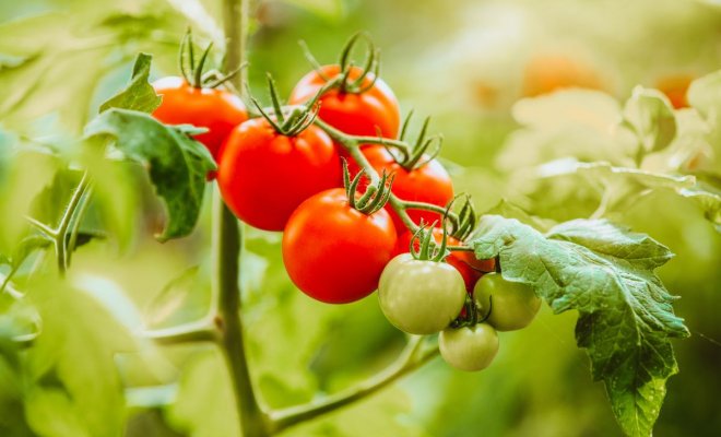 Rajčata bez sevření: nejlepší odrůdy, výsadba do země, péče