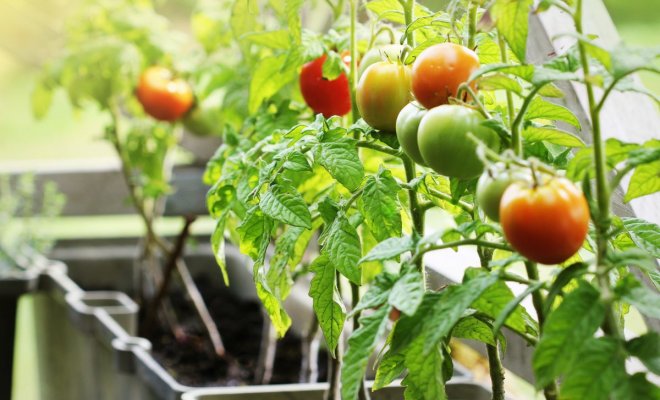 Balkonová rajčata: pravidla pěstování