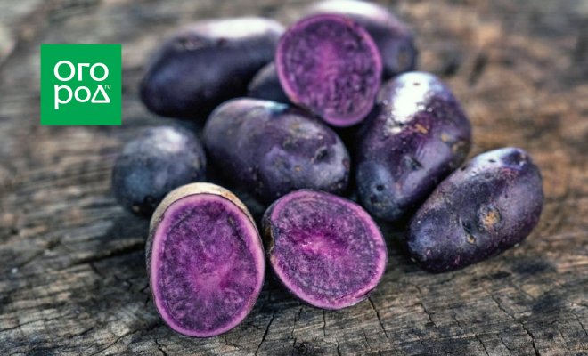 Цветной картофель – сорта с фиолетовой, синей и красной мякотью