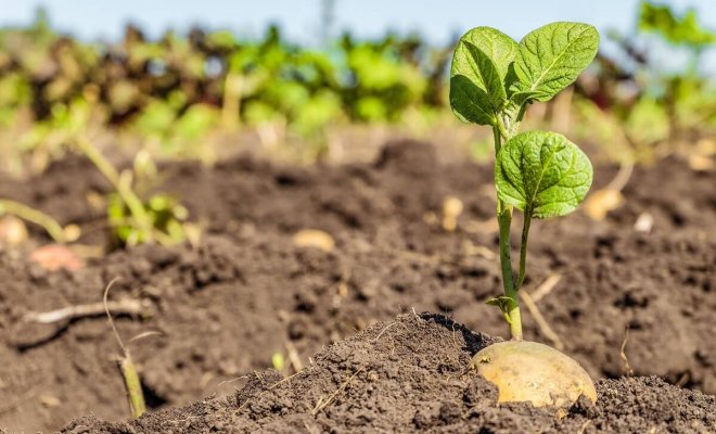 5 способов посадить картофель от пяти разных агрономов