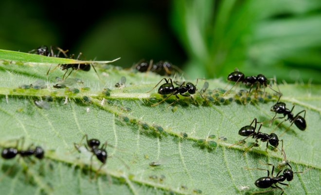 : муравьи в саду