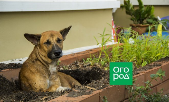 : защита грядок от собак