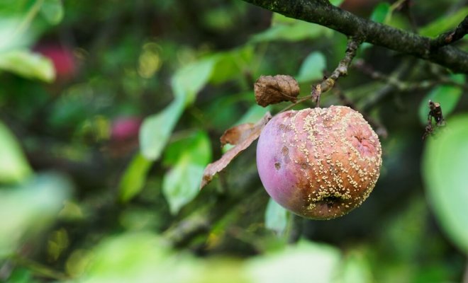 : Почему гниют яблоки на дереве