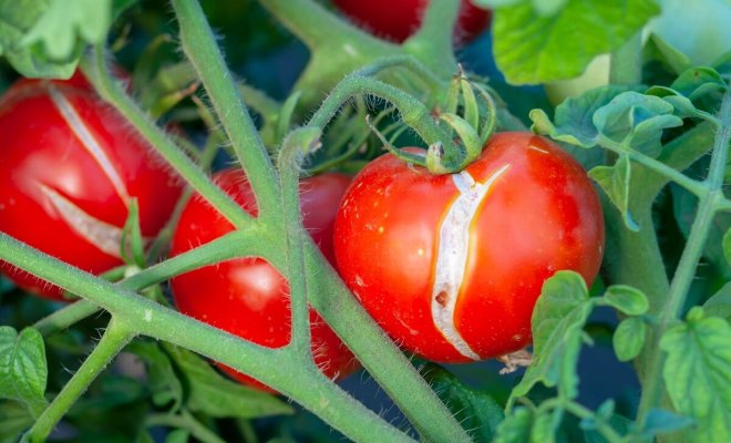 Почему помидоры трескаются при созревании в теплице и как их спасти