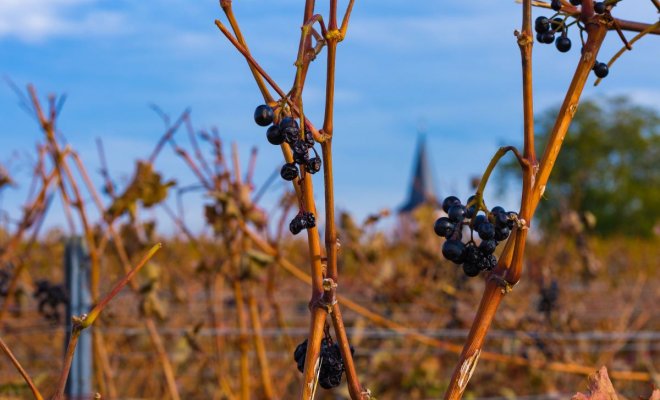 Чем обработать виноград перед укрытием на зиму