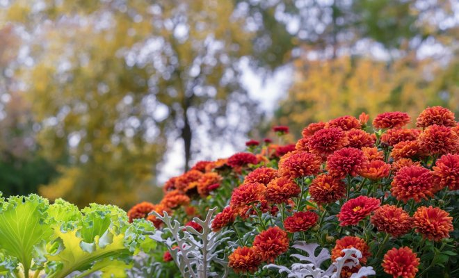 С чем посадить хризантемы: 7 гармоничных вариантов