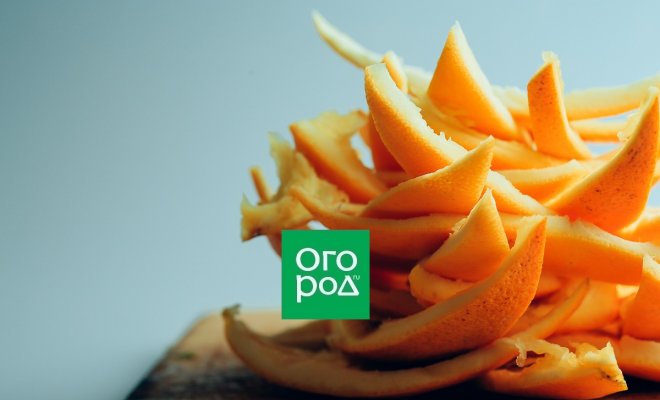 8 причин не выбрасывать апельсиновые корки, а принести с рынка несколько лишних килограммов фруктов