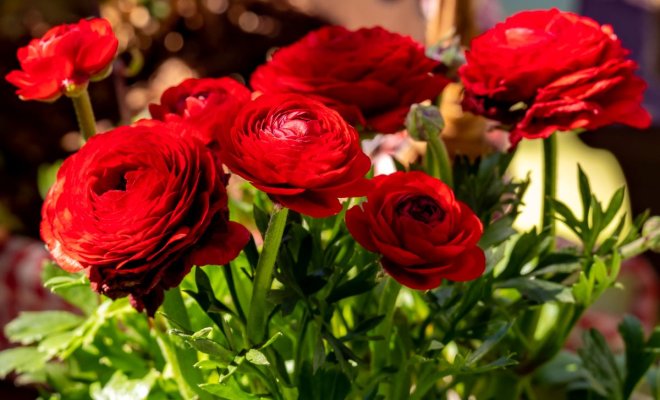 Přehled pokojových a zahradních květin, které vypadají jako růže