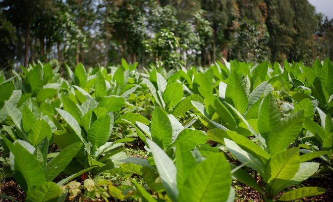 Pěstování tabáku ke kouření ze semen na zahradě a doma: jak správně zasadit, pečovat, sklízet a sušit plodinu pro uzení