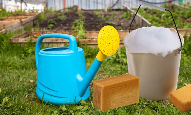 : Как использовать хозяйственное мыло в саду и огороде