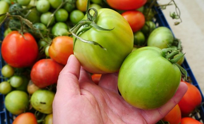 Как ускорить дозревание зеленых помидоров в домашних условиях