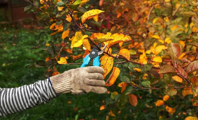 : Когда обрезать деревья осенью