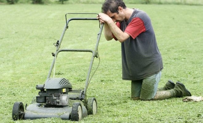 : low maintenance garden