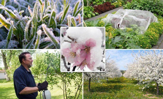 : защита сада от весенних возвратных заморозков
