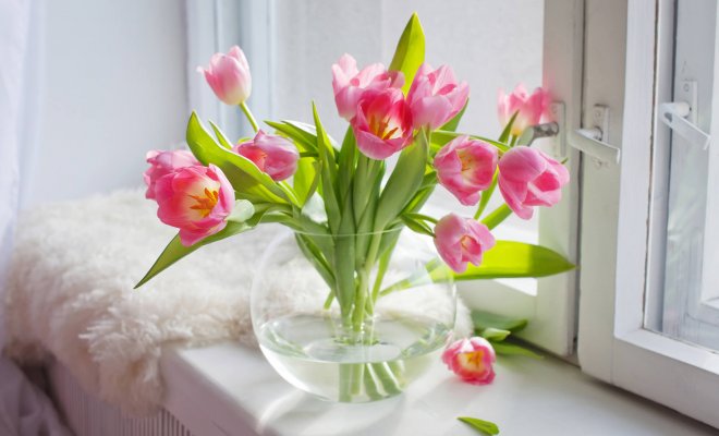 : как дольше сохранить срезанные тюльпаны в домашних условиях