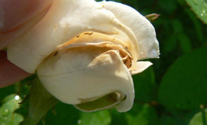 Вредители роз: как распознать и бороться?