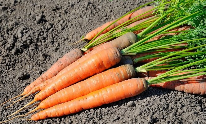 : Почему морковь позеленела