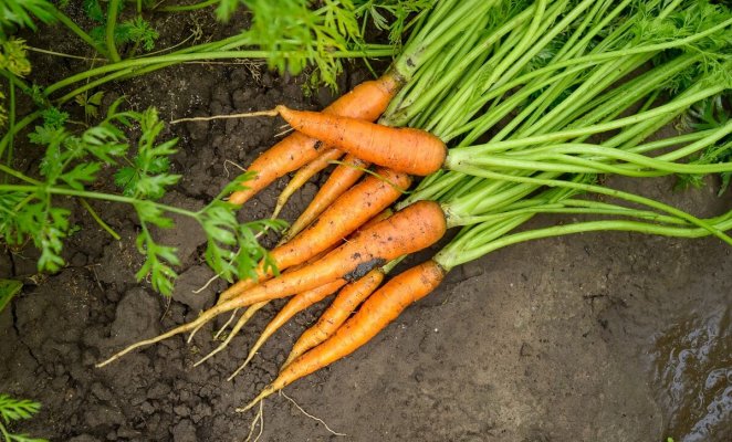 : Как вырастить морковь на суглинистой почве
