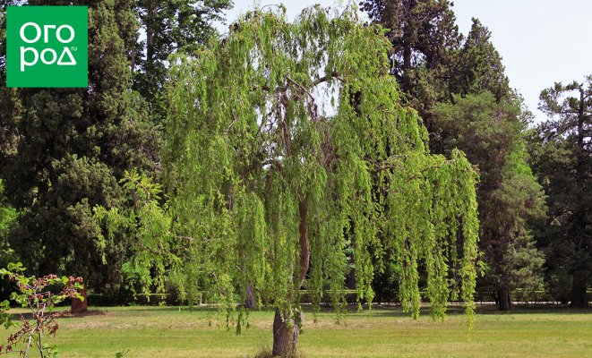: самые быстрорастущие деревья для сада