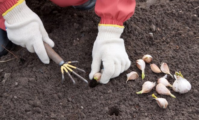 : Как посадить чеснок весной