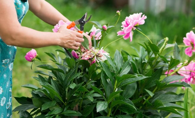 : Как ухаживать за пионами после цветения