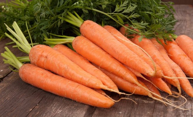 Сорта моркови без сердцевины описание посадка хранение