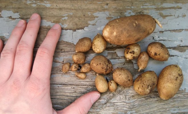 : Картофель маленький урожай