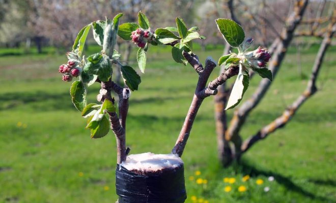 Как привить яблоню весной пошагово