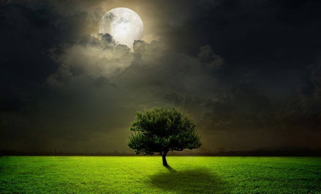 : Луна освещает сад