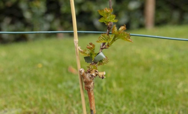 : Как привить виноград
