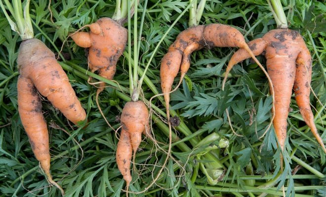 : Почему морковь растет корявая