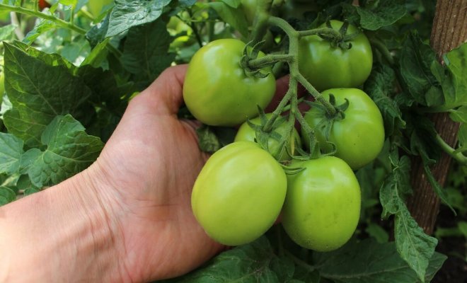 Почему не созревают томаты в теплице и открытом грунте